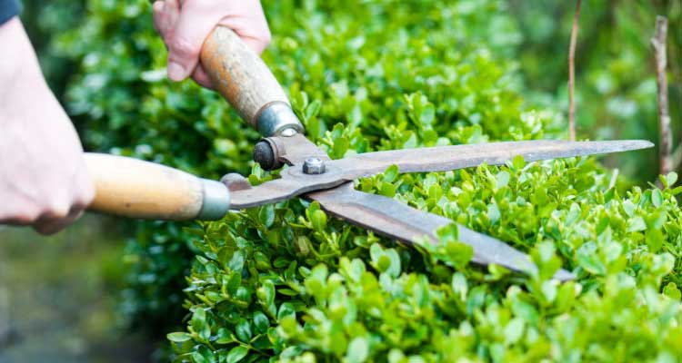 Ухоженный рулонный газон с автополивом